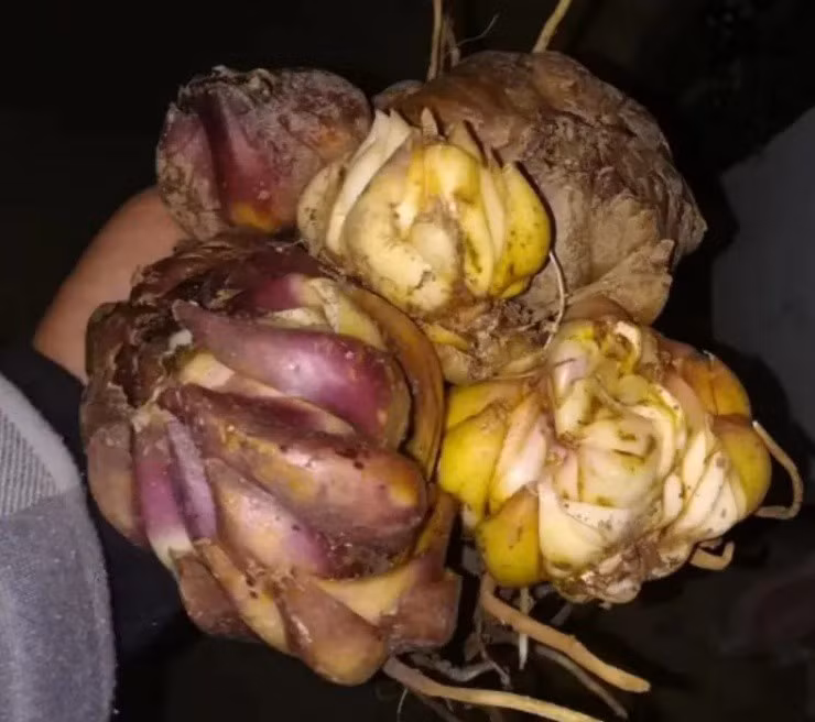 Cay hoa quen thuoc voi nguoi Viet thanh “mo vang” o nuoc ngoai-Hinh-3