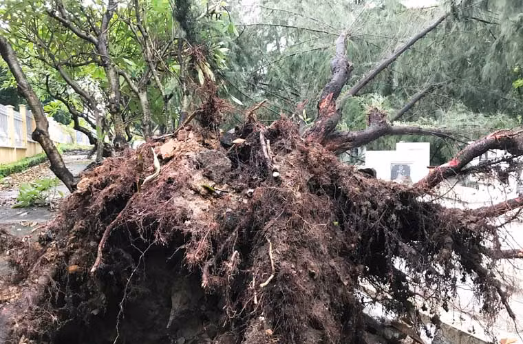 Mưa lớn kèm theo dông gió cực mạnh đã làm nhiều cây xanh bật gốc, ngã đổ nằm la liệt.