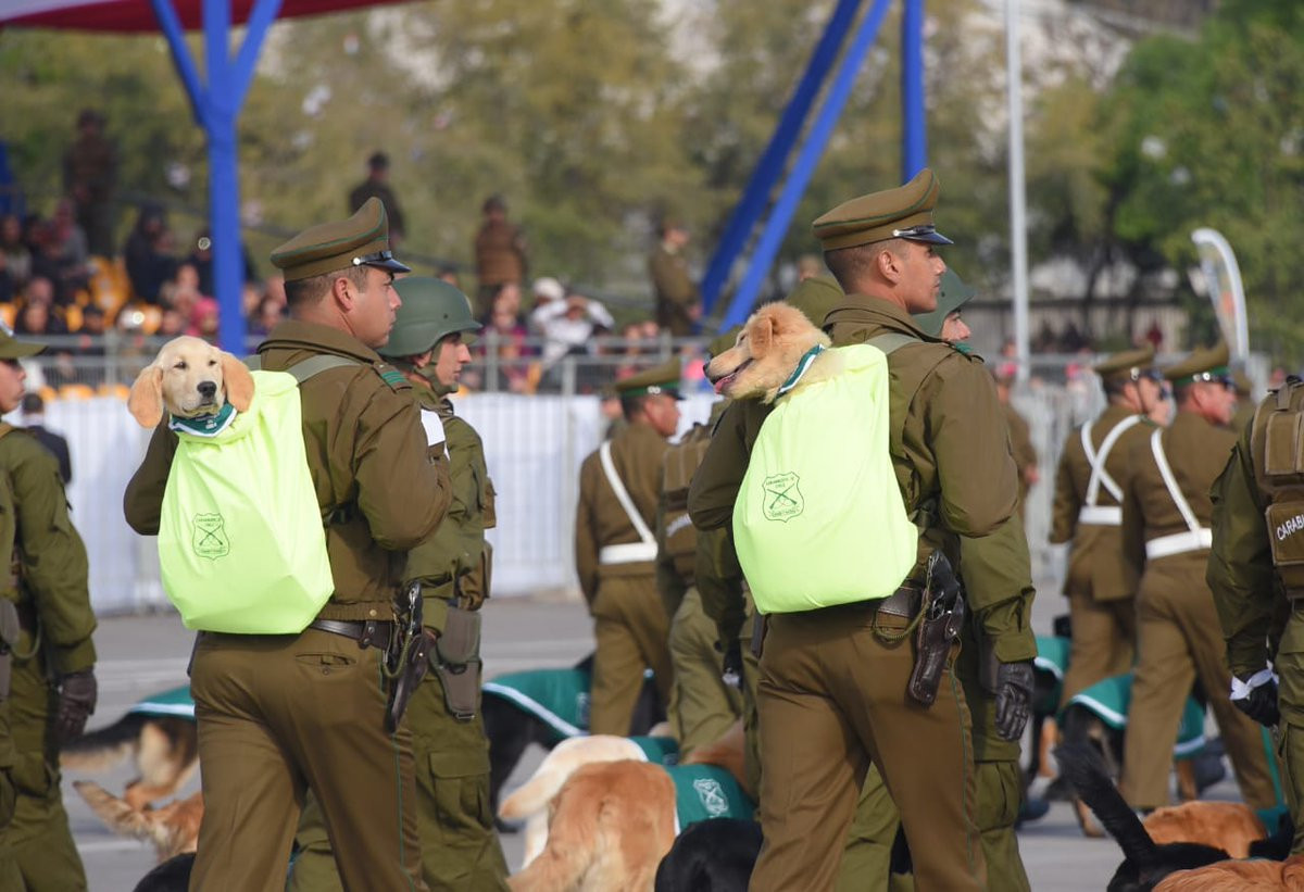 Thậm chí những chú chó còn được trang bị ba-lô đặc biệt, giúp binh lính có thể mang chúng trên lưng một cách thoải mái khi cần. Nguồn ảnh: Livejounal.