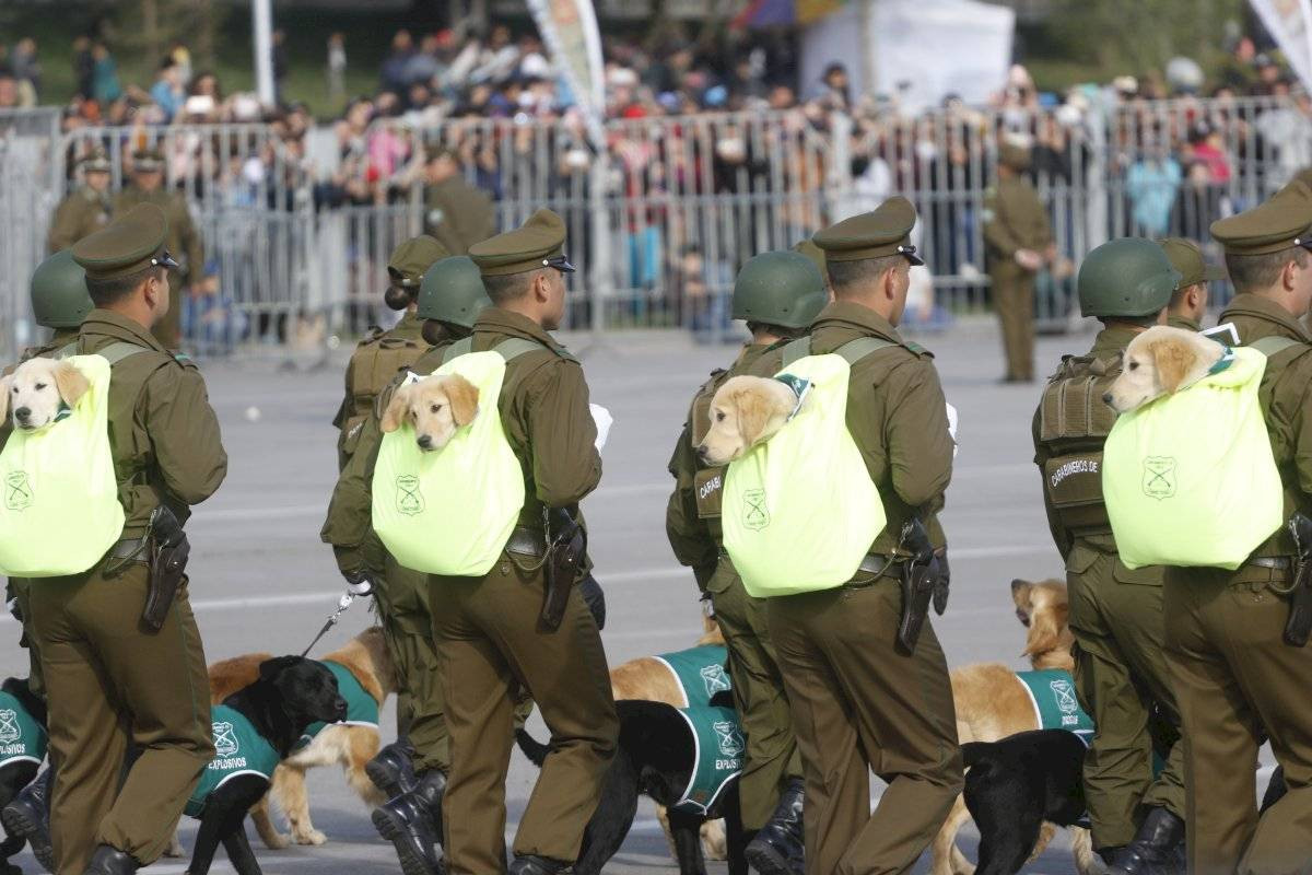 Một cuộc diễu binh quân đội trông có vẻ như cực kỳ nghiêm túc nhưng lại có những hình ảnh hết sức "dễ thương" với dàn chó nghiệp vụ được địu trên lưng binh lính Chile như thế này. Nguồn ảnh: Livejounal.