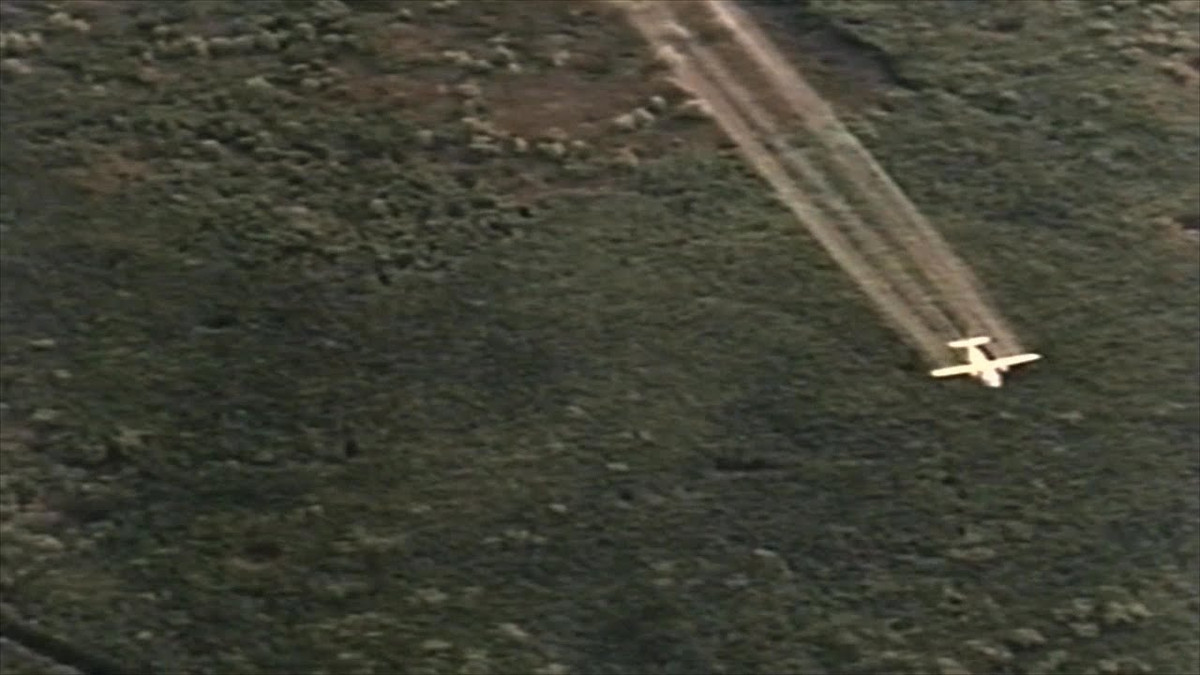 Chất độc da cam được Mỹ cùng đồng minh tay sai của mình rải xuống Việt Nam từ khoảng năm 1962 khi bắt đầu chiến dịch Ranch Hand - một chiến dịch chiến tranh hoá học với mục đích giảm thiểu khả năng nguỵ trang của quân giải phóng và du kích miền Nam Việt Nam. Nguồn ảnh: Thearchive.