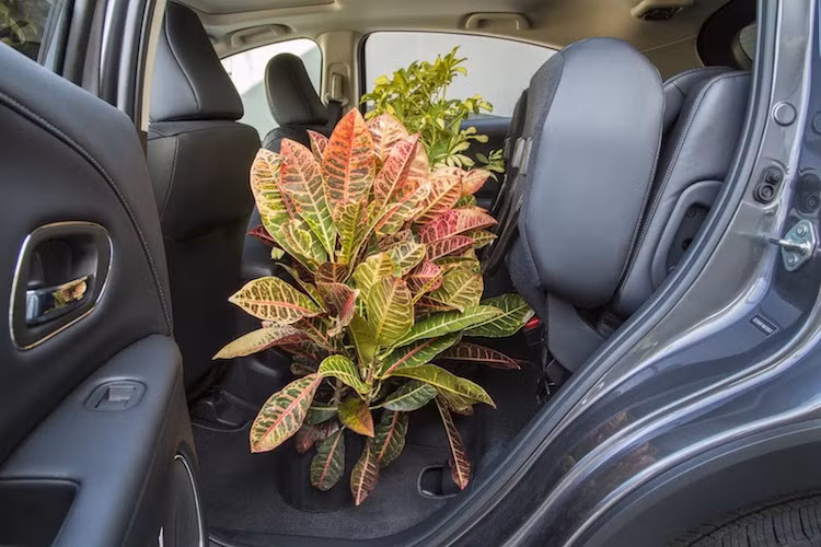 Dù có vòm mái thấp dạng coupe nhưng nhhững người ngồi hàng ghế sau của HR-V sẽ không phải lo về việc đầu chạm trần hay đầu gối sát với lưng ghế trước - trừ khi họ có chiều cao “quá khổ”. Tuy nhiên do có giá rẻ nên chiếc xe không sở hữu cửa gió cho hàng ghế sau.