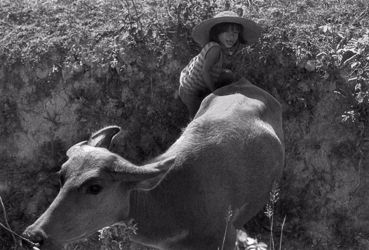 Cô bé và chú nghé của mình. Ảnh: Ferdinando Scianna/ Magnumphotos.com.