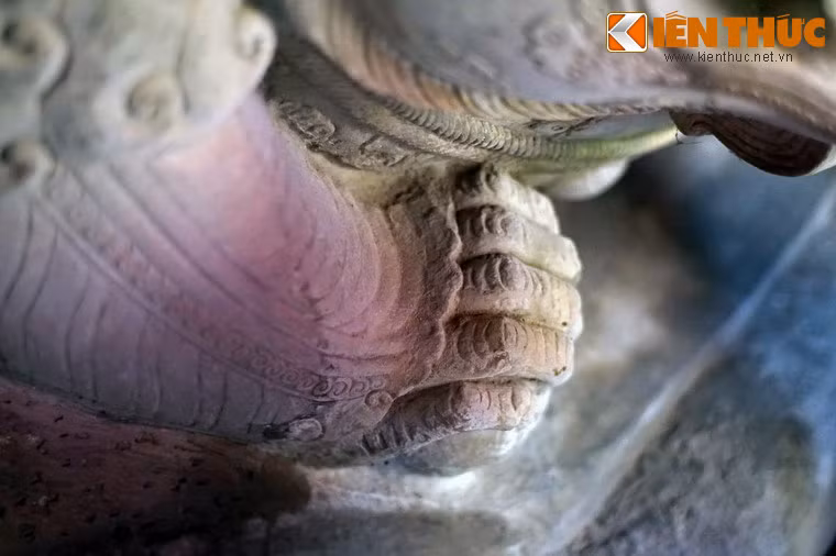 Chân sư tử ngắn, chắc khỏe, khum lại như đang chống đỡ sức nặng từ trên dồn xuống.