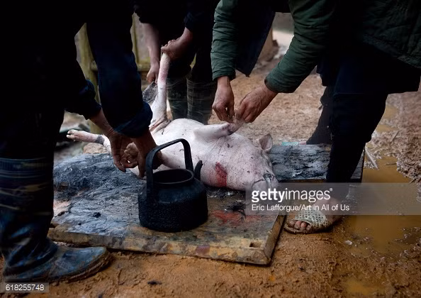 Người H' Mông Đen làm thịt lợn ở Sapa năm 2011. Ảnh: Eric Laforgue / Getty.