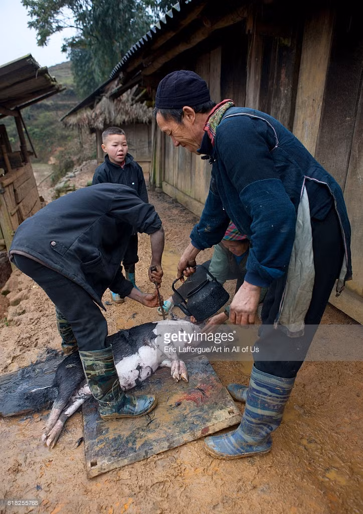 Người H' Mông Đen làm thịt lợn ở Sapa năm 2011. Ảnh: Eric Laforgue/ Getty.