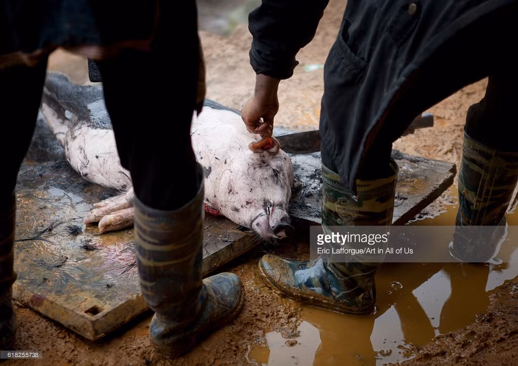 Người H' Mông Đen làm thịt lợn ở Sapa năm 2011. Ảnh: Eric Laforgue/ Getty.
