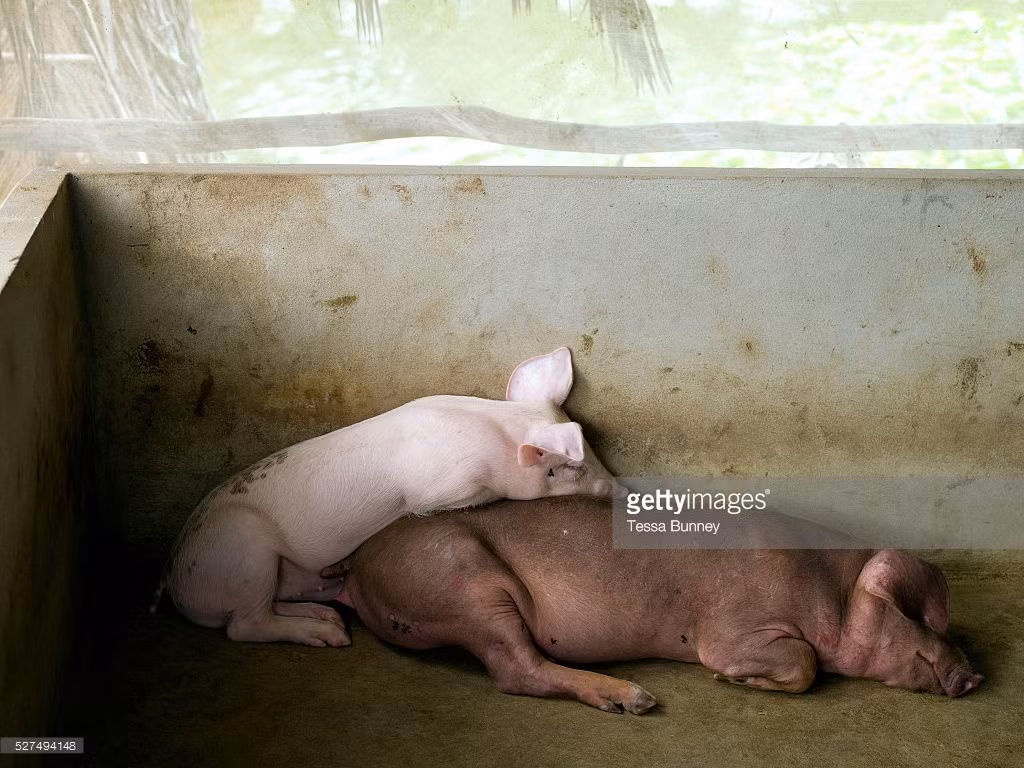 Giấc ngủ của hai chú lợn ở Cà Mau năm 2015. Ảnh: Tessa Bunney.