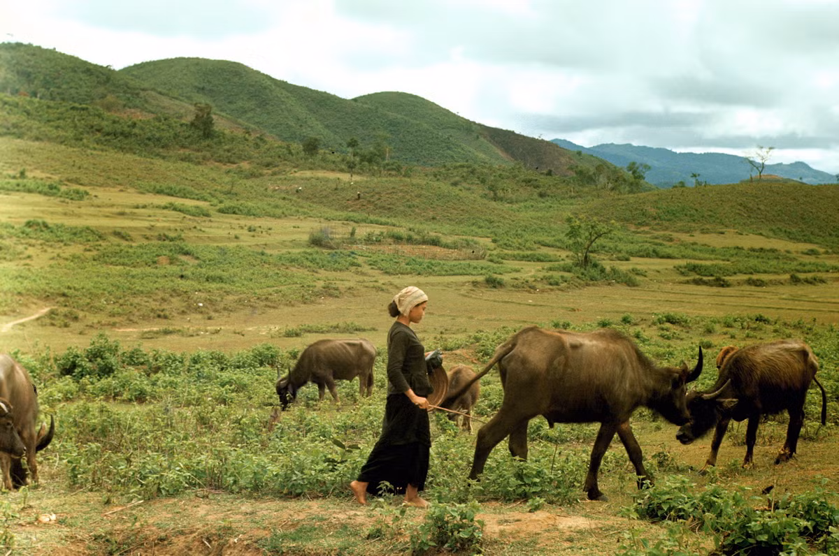 Người phụ nữ chăn trâu. Ảnh: Arty611.smugmug.com.