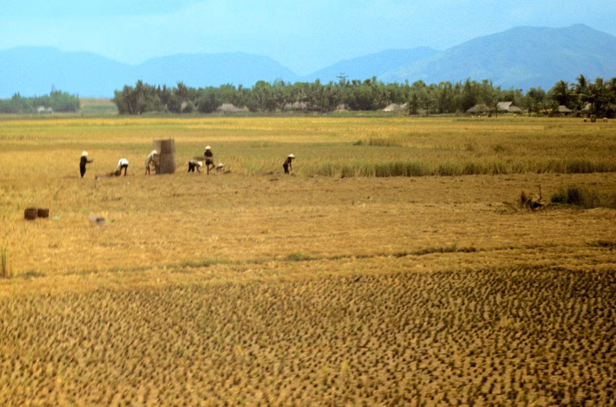 Cánh đồng mùa gặt dọc Quốc lộ 1. Ảnh: Arty611.smugmug.com.