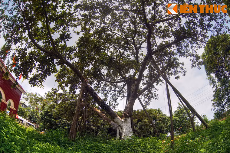 Cây đa thứ hai được Bác Hồ trồng ngày 31/1/1965 ở xã Đông Hội, huyện Đông Anh. Buổi sáng hôm đó, sau khi thăm hỏi nhân dân, Bác đã xắn quần cao, đi đến một cái hố cây đã đào sẵn. Người đặt cây đa xuống hố và sửa cho cây đa đứng thẳng sau đó xúc từng xẻng đất đắp vào gốc cây...