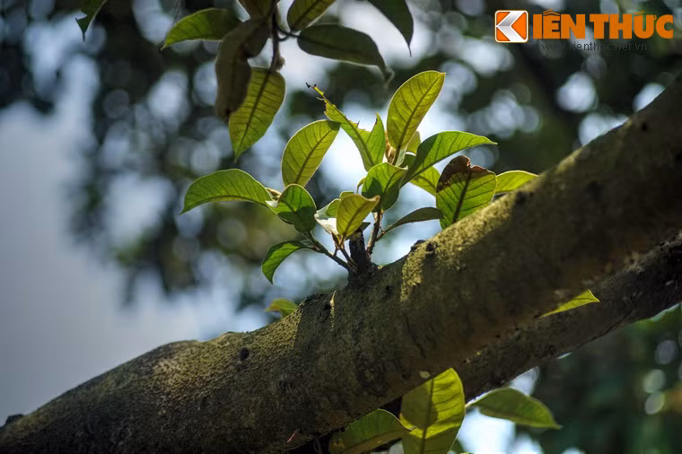 Vào ngày 31/1/2005, đồng chí Nguyễn Phú Trọng - khi đó là Bí thư Thành ủy Hà Nội đã về Đông Hội dự lễ kỷ niệm 40 năm Bác Hồ về thăm và trồng cây lưu niệm ở quê hương.