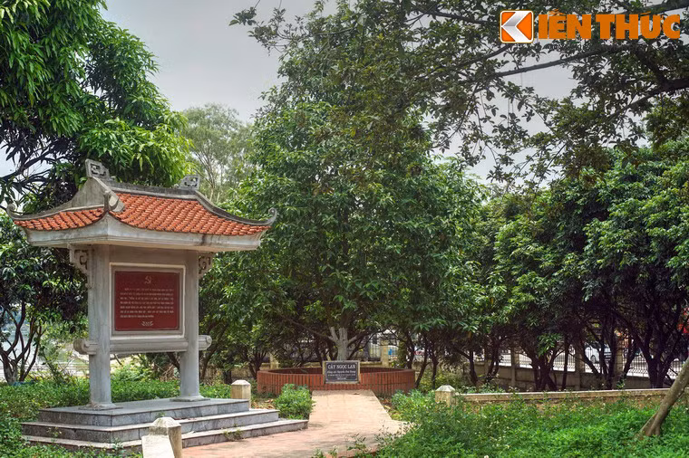 Sau 12 năm, cây ngọc lan do đồng chí Nguyễn Phú Trọng trồng đang vươn lên xanh tốt dưới bóng mát của cây đa Bác Hồ.