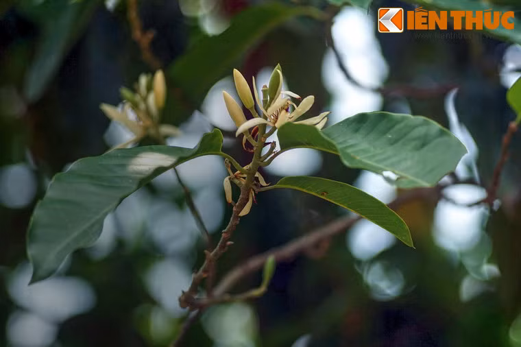 Những đóa hoa ngọc lan đang tỏa hương thơm dịu dàng.