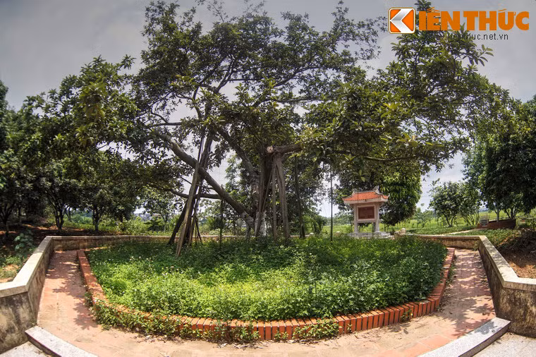 Kể từ đó, Bác Hồ đã trồng nhiều cây đa lưu niệm tại các địa phương khác nhau. Cây đa thứ nhất được người trồng ngày 11/1/1960 tại Công viên Bảy Mẫu (Hà Nội), sau này là Công viên Thống Nhất.