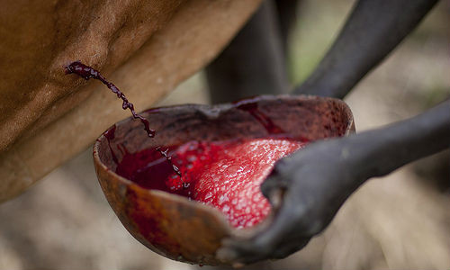 Đất nước Ethiopia, ở phía đông châu Phi được biết đến với món cocktail máu bò. Đặc sản khó nuốt này được pha cùng với một chút sữa và nước bọt của người khác. Ảnh: Flickriver.