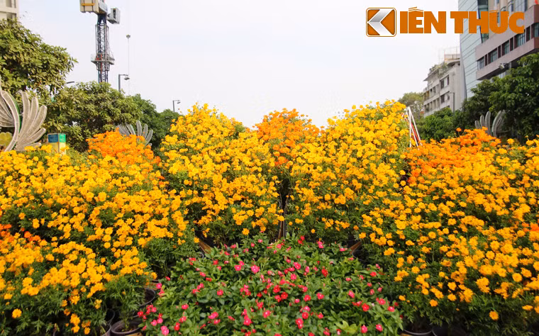 Cả con phố đi bộ Nguyễn Huệ, TP HCM dài 720m rực rỡ sắc hoa.