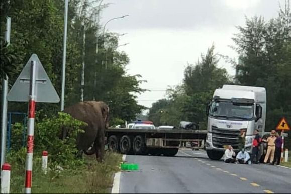 Một con voi đeo xích lang thang trên đường ở Quảng Nam Mot con voi deo xich lang thang tren duong o Quang Nam