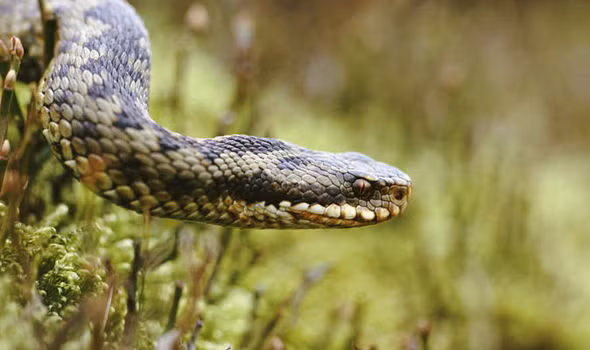 Với rắn, du khách thường nghĩ ngay đến việc đập chết chúng chứ không nghĩ đến việc tránh xa.