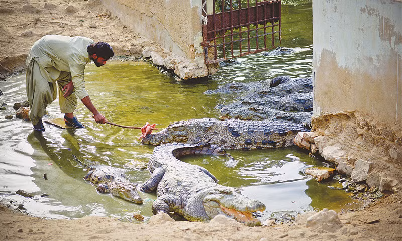 Không ít du khách thích thú với việc cho cá sấu ăn. Thực tế, cho cá sấu ăn có thể kích thích chúng tấn công. Để tránh mọi rủi ro, cố gắng tránh xa cá sấu ít nhất 6 mét.