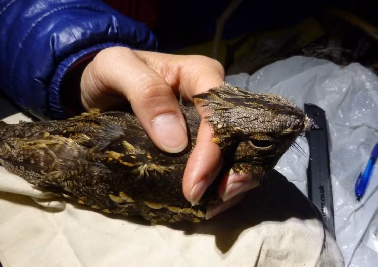 Khat tinh, cu bay gan 1.000 km de tim “ban gai”