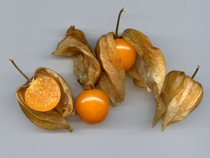 Ở Ấn Độ người ta còn sử dụng toàn cây tầm bóp để chế thuốc lợi tiểu. Ảnh: Vietq.