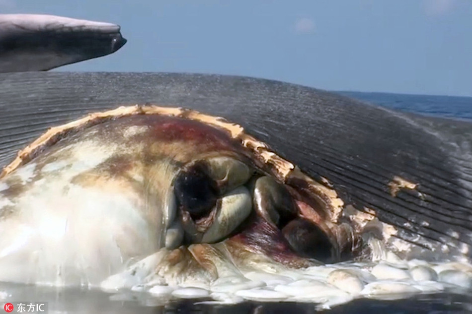 Rung minh ca map ho doi, xe xac ca voi day tham lam-Hinh-3