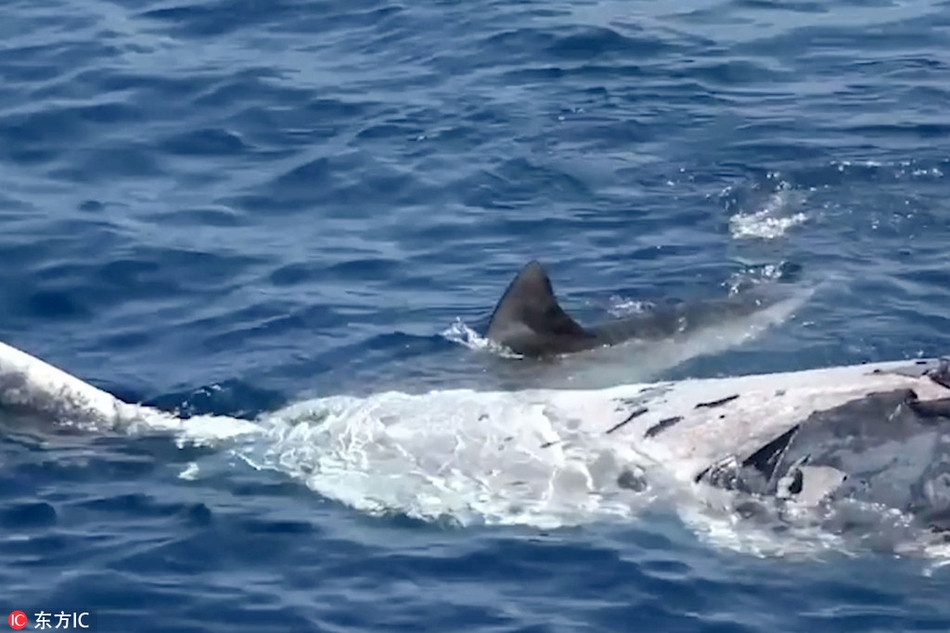 Rung minh ca map ho doi, xe xac ca voi day tham lam-Hinh-2