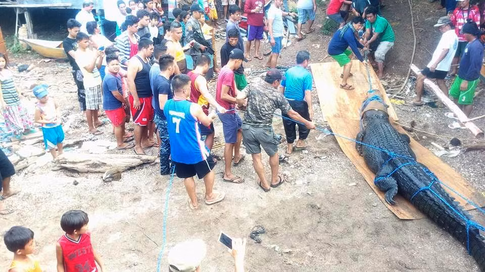 Bắt được cá sấu khổng lồ "thành tinh", có thể ăn thịt người - Hình 2 Bat duoc ca sau khong lo