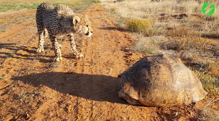 Tới khi báo đốm đến nơi, tất cả những gì mà nó nhìn thấy chỉ là một pháo đài kiên cố, gần như bất khả xâm phạm.