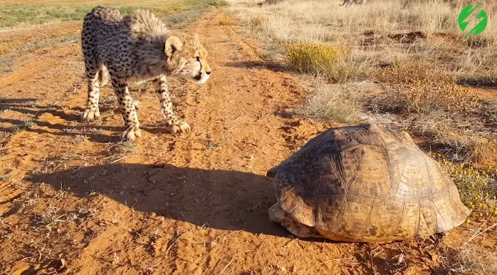 Tới khi báo đốm đến nơi, tất cả những gì mà nó nhìn thấy chỉ là một pháo đài kiên cố, gần như bất khả xâm phạm.