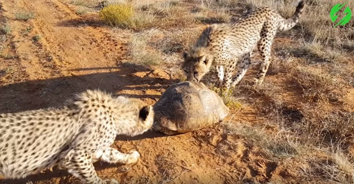 Mặc dù vậy, những con báo đốm vẫn không bỏ cuộc, chúng chậm rãi thăm dò con rùa và hy vọng rằng con rùa sẽ mất cảnh giác, để lộ ra sơ hở.