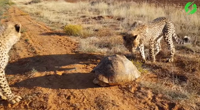 Sau một hồi tìm hiểu, biết không thể làm gì được con rùa, báo đốm có vẻ chán nản và bực bội.