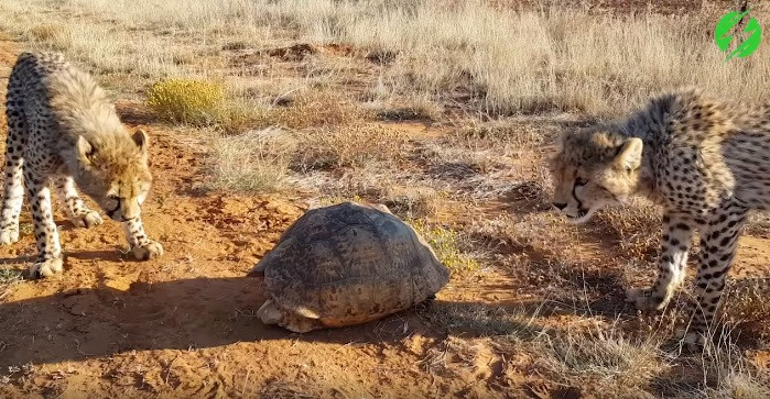 Cuối cùng, không thể dụ dỗ, đánh lừa con rùa khôn ngoan, báo đốm bỏ đi săn tìm con mồi mới.