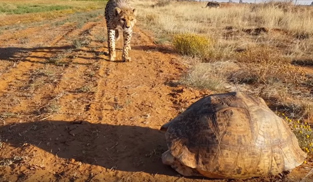 Theo thông tin đăng tải, khi phát hiện thấy những con báo đốm đói mồi đang ở rất gần, con rùa liền lập tức chui vào trong chiếc mai cứng cáp của mình và cố thủ trong đó, nhất quyết không chịu ra.