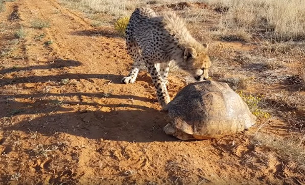 Tuy nhiên, con rùa này thực sự rất xảo quyệt. Dù có bị khiêu khích hay thăm dò như thế nào, nó nhất quyết không chịu thò đầu ra ngoài.
