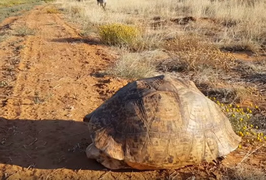 Mới đây, tại một khu bảo tồn thiên nhiên hoang dã ở châu Phi, một hướng dẫn viên ghi được cảnh tượng thú vị khi một con rùa xảo quyệt sử dụng chiếc mai cứng như đá để thách thức báo đốm.
