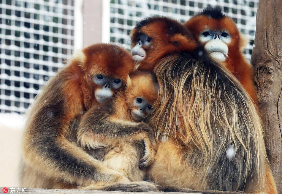 Những con khỉ vàng ở Gyeonggi-do, Hàn Quốc túm tụm vào một góc khi trời bắt đầu có tuyết rơi. Chúng thực sự không có bất cứ một chút hào hứng nào khi cái lạnh ngấm qua da thịt.