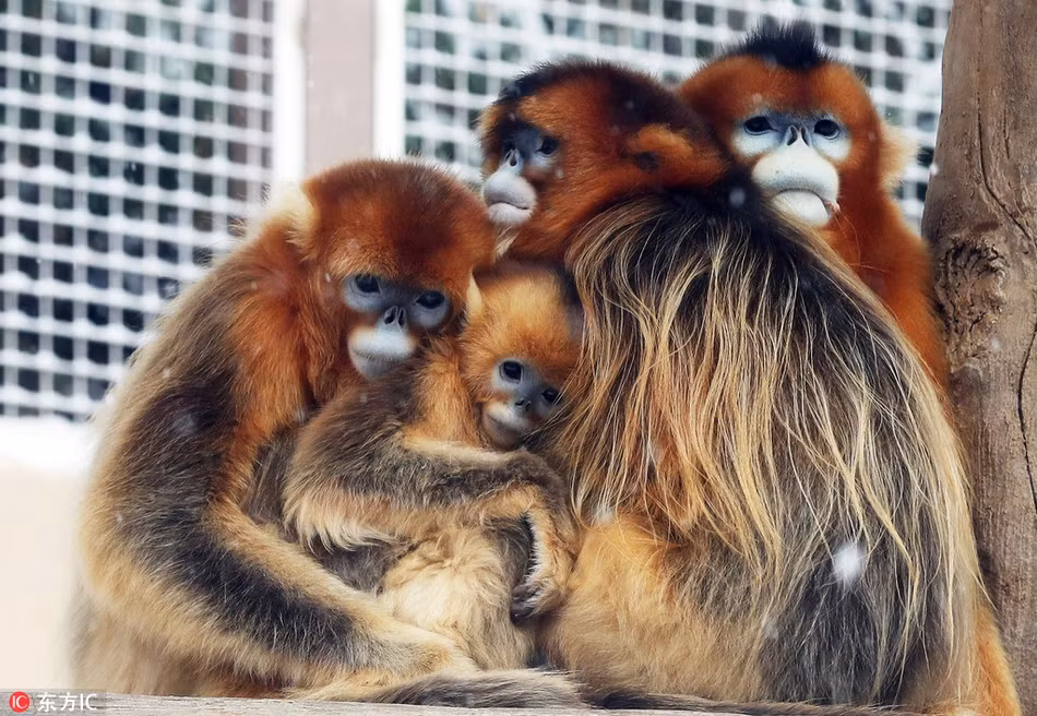 Những con khỉ vàng ở Gyeonggi-do, Hàn Quốc túm tụm vào một góc khi trời bắt đầu có tuyết rơi. Chúng thực sự không có bất cứ một chút hào hứng nào khi cái lạnh ngấm qua da thịt.