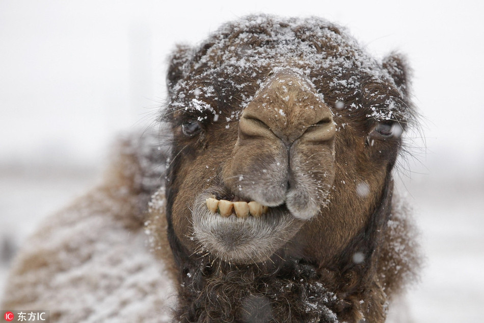Một con lạc đà nghiến đến muốn trẹo cả hàm vì rét mướt, băng tuyết. Chắc chắn, nó cũng vô cùng ngán ngẩm thời tiết này.