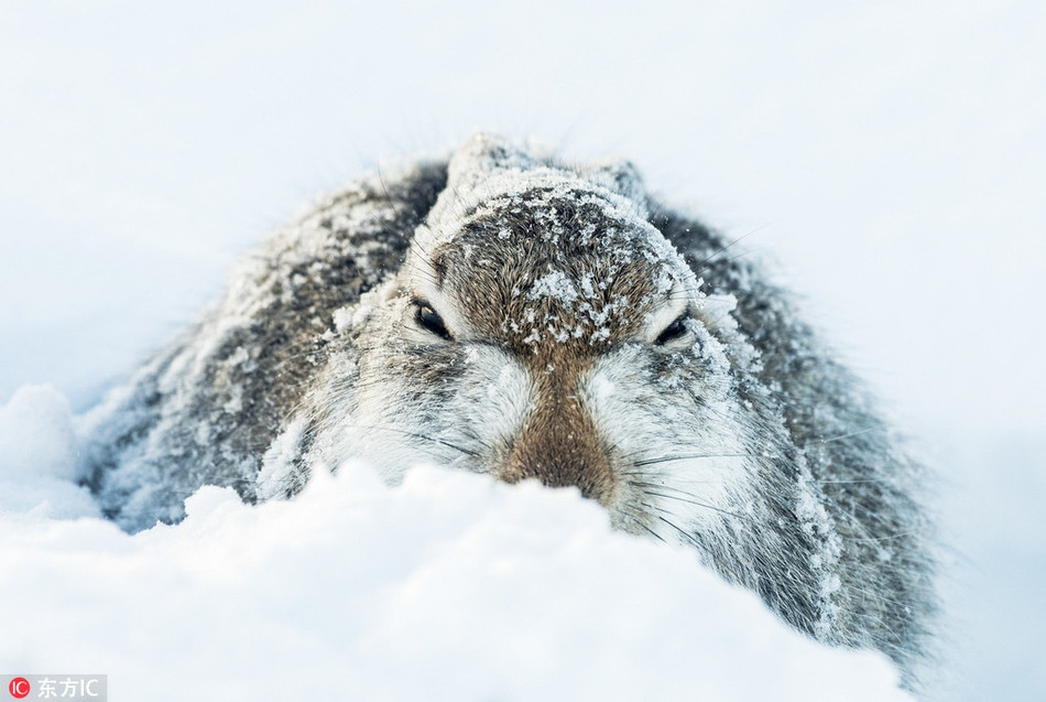 Một con thỏ đang vùi mình trong tuyết. Khuôn mặt nó hiện rõ sự chịu đựng, khó khăn khi tuyết rơi dày.