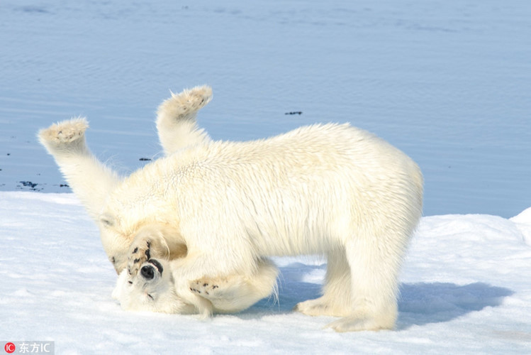 Gấu Bắc cực làm trò hề trên nền băng tuyết giống như khoe khoang khả năng chịu lạnh vô đối của mình.