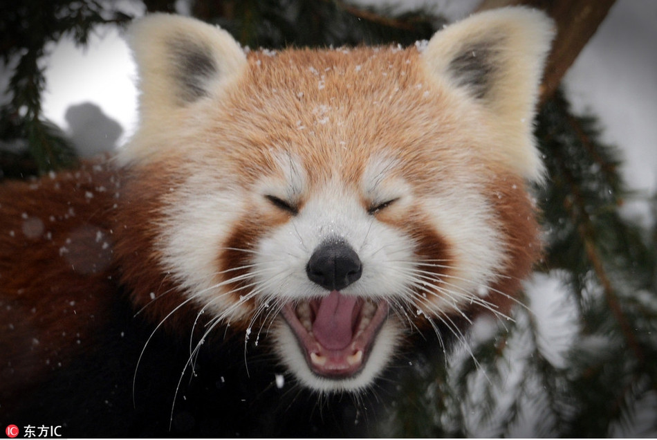 Một con gấu trúc đỏ cười thích thú khi được vui đùa trong tuyết. Có lẽ nhờ bộ lông dày ấm, gấu trúc đỏ không ngán bất cứ đợt lạnh nào.