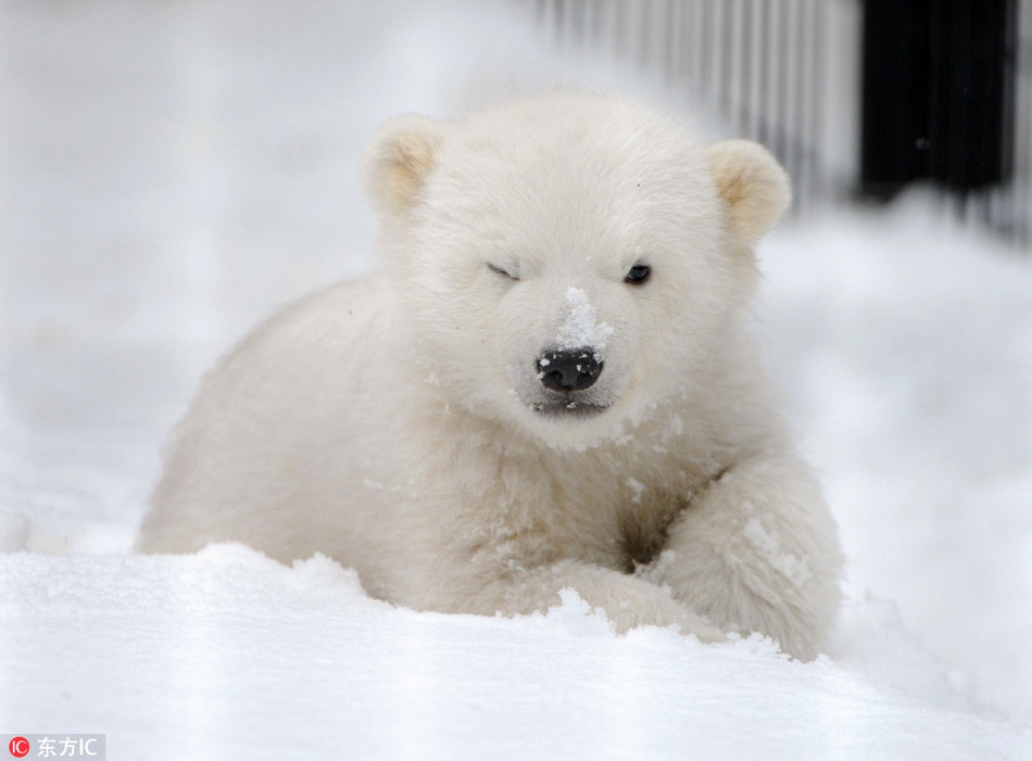 Vốn là đứa con của vùng cực lạnh lẽo, gấu Bắc cực được làm quen với tuyết ngay từ khi lọt lòng. Cũng vì thế, chú ta chẳng có vẻ gì là ghét bỏ tuyết lạnh, trái lại còn vui chơi rất thích thú.
