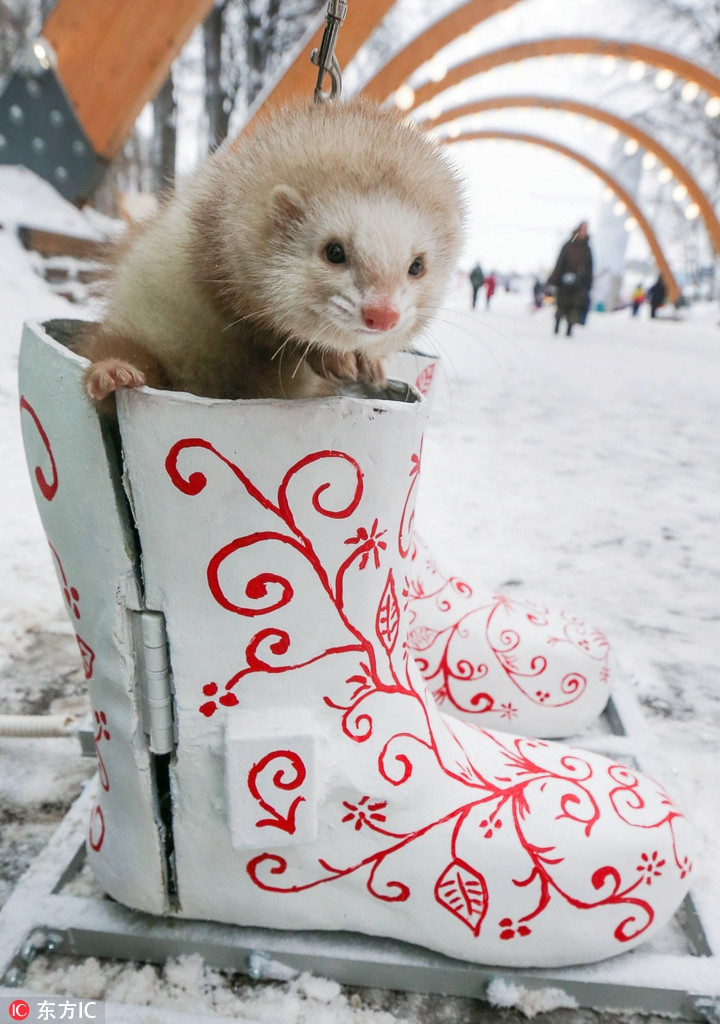 Do quá lạnh, một con chồn sương đã trốn vào chiếc giày điện ở Nga. Nó có vẻ chẳng mấy hào hứng khi tuyết rơi dài ngày.