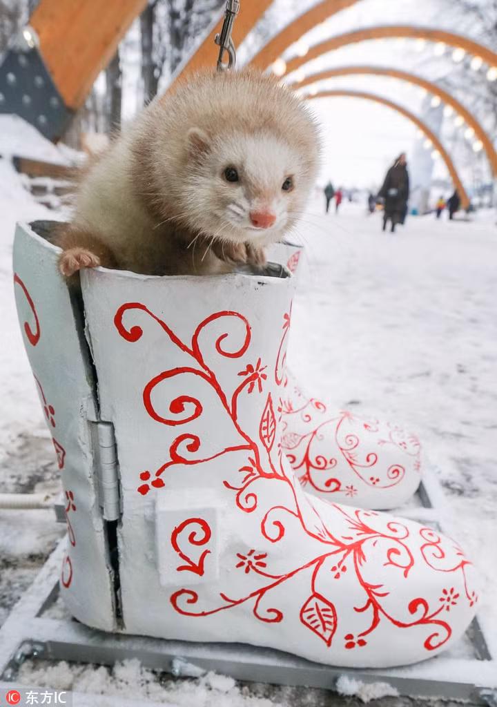 Do quá lạnh, một con chồn sương đã trốn vào chiếc giày điện ở Nga. Nó có vẻ chẳng mấy hào hứng khi tuyết rơi dài ngày.