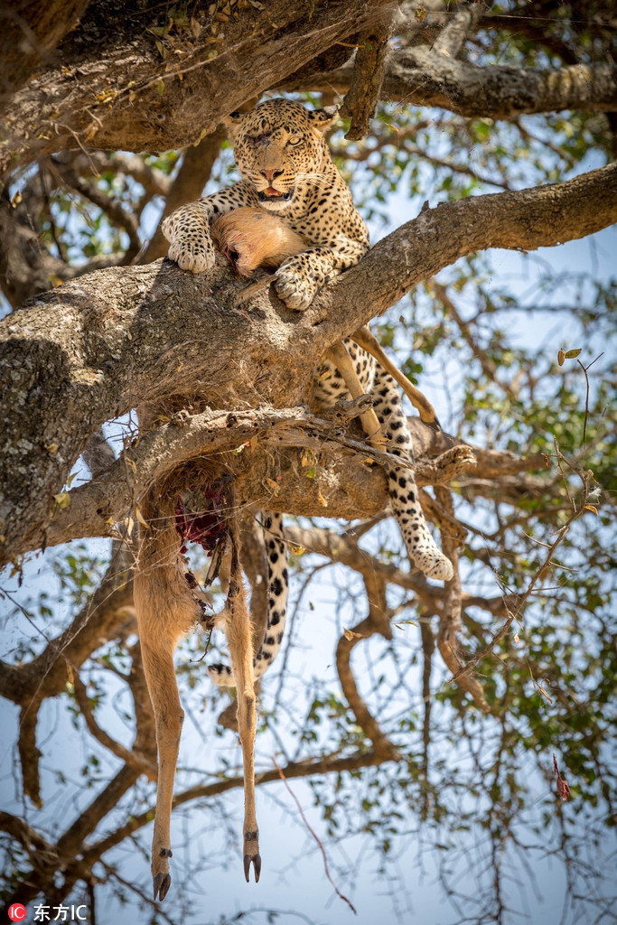 Bao dom chot mat van san moi dinh cao gay choang-Hinh-2