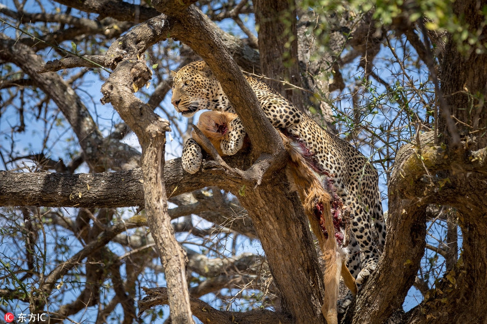Bao dom chot mat van san moi dinh cao gay choang-Hinh-3
