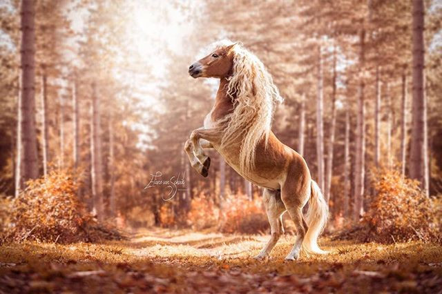 Theo thông tin đăng tải, Storm, là một con ngựa cái tuyệt đẹp, 8 tuổi, thuộc giống ngựa Haflinger. Gần đây, Storm nổi tiếng trên mạng xã hội Instagram và trở thành một ngôi sao động vật thực sự nhờ mái tóc dài vàng óng ả, gợn sóng của mình.