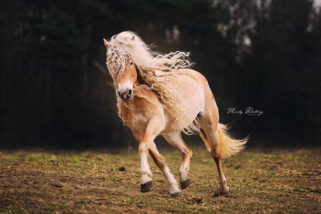 Theo tìm hiểu, giống ngựa Haflinger nổi tiếng là có bộ lông dài và đẹp thế nhưng bộ tóc mây của Storm dài và đẹp tự nhiên một cách kỳ lạ.